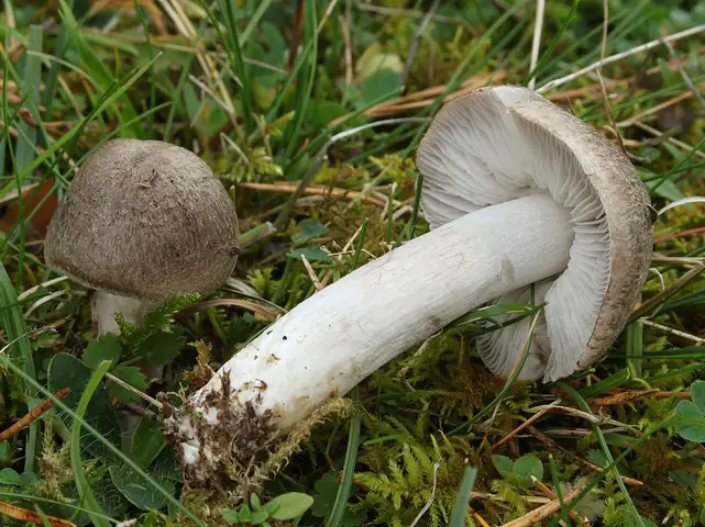 Gąska ziemistoblaszkowa (Tricholoma terreum)