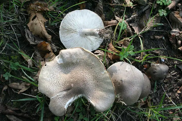 Gąska żółknąca (Tricholoma scalpturatum)