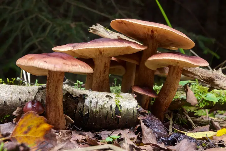 Gąska żółtobrunatna (Tricholoma fulvum)