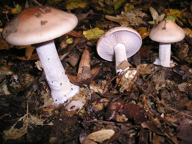 Gąsówka białoniebieskawa (Lepista glaucocana)