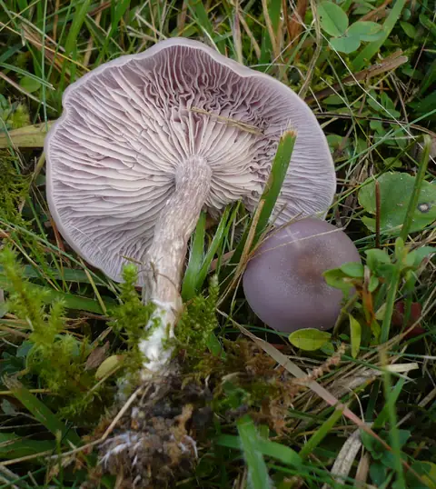 Gąsówka brudnofioletowa (Lepista sordida)
