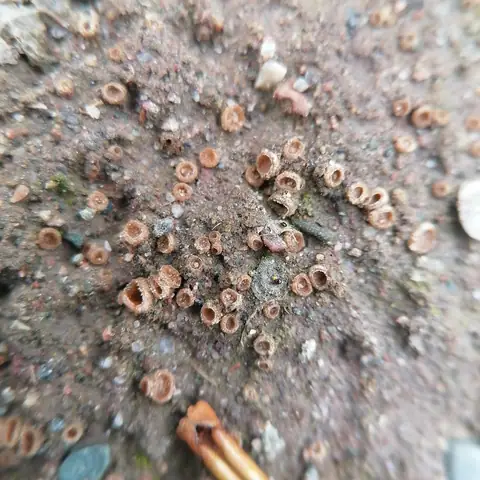 Geopora arenosa