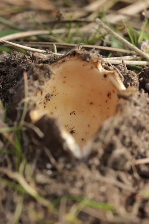 Geopora sumneriana