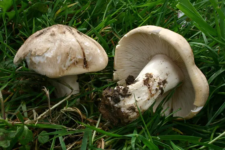 Gęśnica wiosenna (Calocybe gambosa)