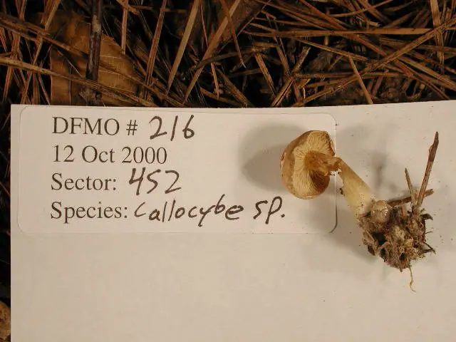 Gęśnica woskowata (Rugosomyces chrysenteron)