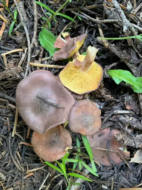 Gęśnica złotożółta (Rugosomyces onychinus)