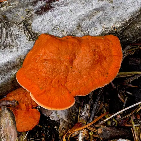 Gęstoporek cynobrowy (Pycnoporus cinnabarinus)
