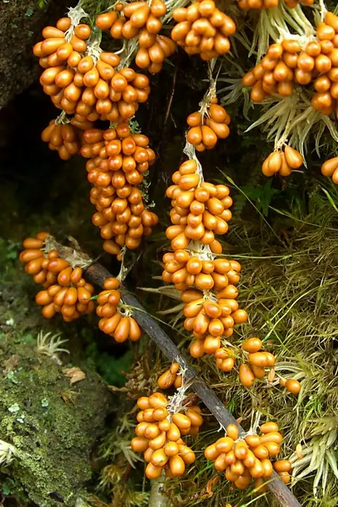 Gładysz kruchy (Leocarpus fragilis)