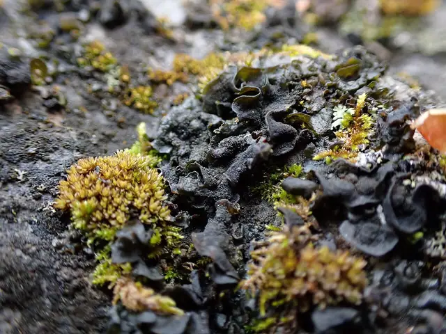 Glenik czarny (Lathagrium fuscovirens)
