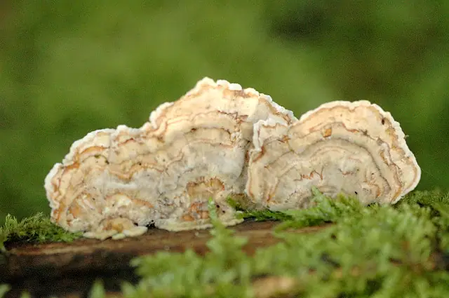 Gmatkówka szarawa (Cerrena unicolor)