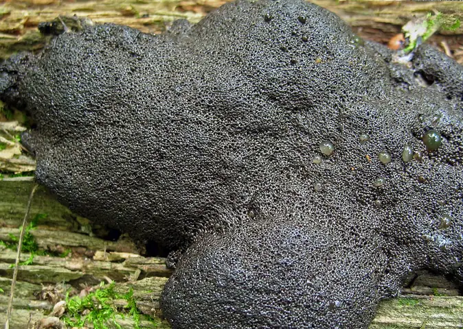Gmatwianka krowieniec (Lindbladia tubulina)