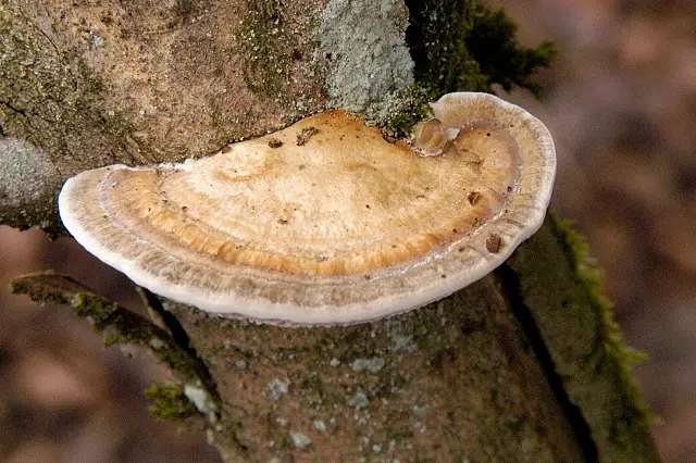 Gmatwica chropowata (Daedaleopsis confragosa)
