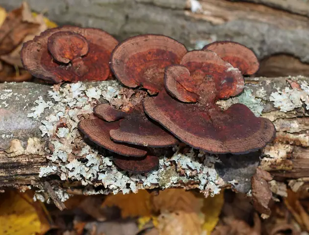 Gmatwica trójbarwna (Daedaleopsis tricolor)