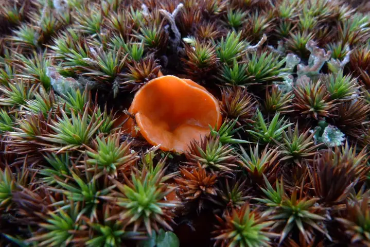 Gniazdówka czerwonawa (Neottiella rutilans)