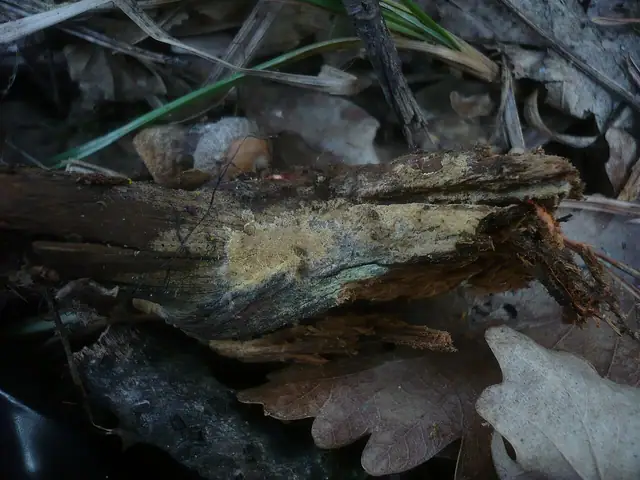 Gnilica cienka (Coniophora arida)