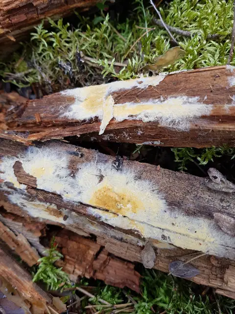 Gnilica wrzecionowatozarodnikowa (Coniophora fusispora)