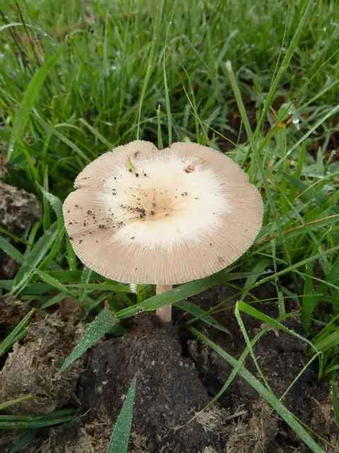 Gnojanka odchodowa (Bolbitius coprophilus)
