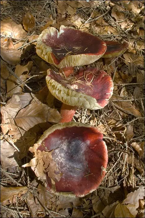 Gołąbek agrestowy (Russula queletii)