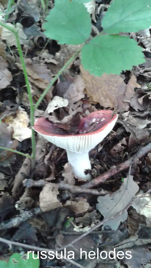 Gołąbek bagienny (Russula helodes)