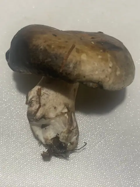 Gołąbek białoczarny (Russula albonigra)