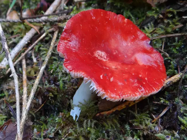 Gołąbek błotny (Russula paludosa)