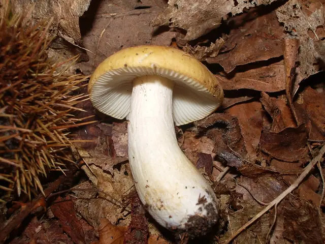 Gołąbek brudnożółty (Russula ochroleuca)