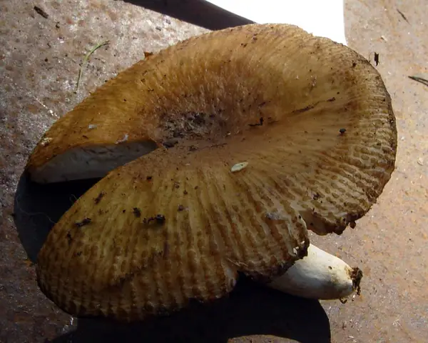 Gołąbek brudny (Russula illota)