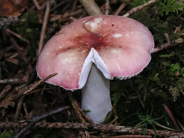 Gołąbek brzozowy (Russula betularum)