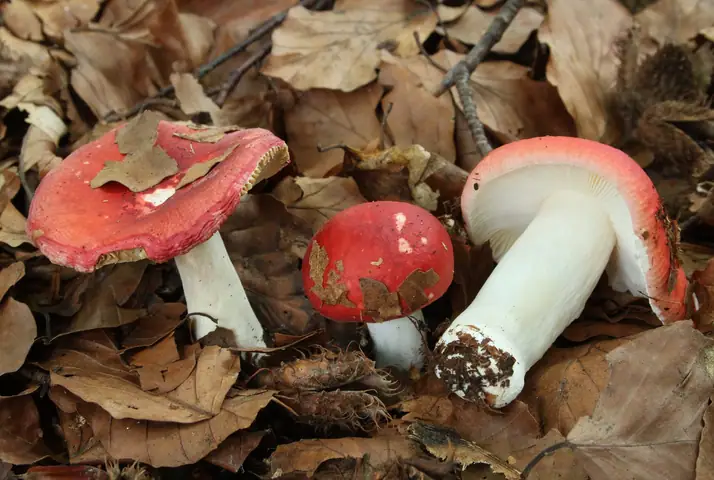 Gołąbek buczynowy (Russula nobilis)