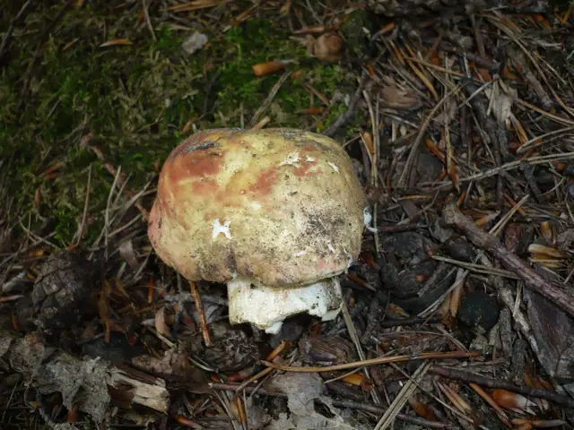 Gołąbek bukowy (Russula faginea)