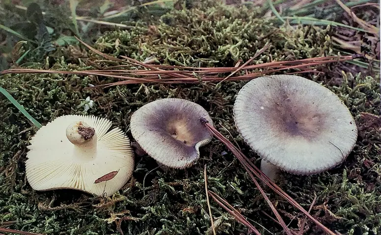 Gołąbek chmurny (Russula parazurea)