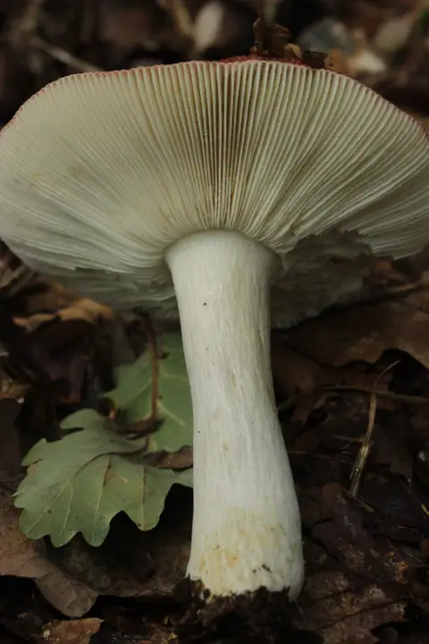 Gołąbek ciemnopurpurowy (Russula atropurpurea)