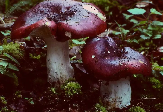 Gołąbek ciemnopurpurowy (Russula atropurpurea)