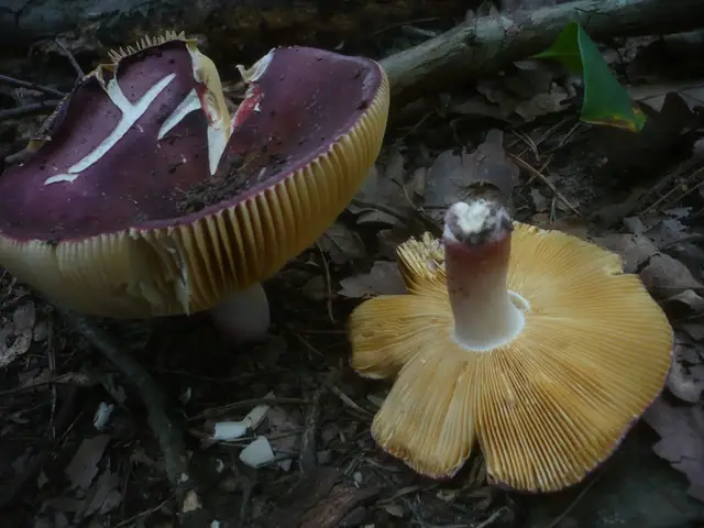 Gołąbek cukrówka (Russula alutacea)