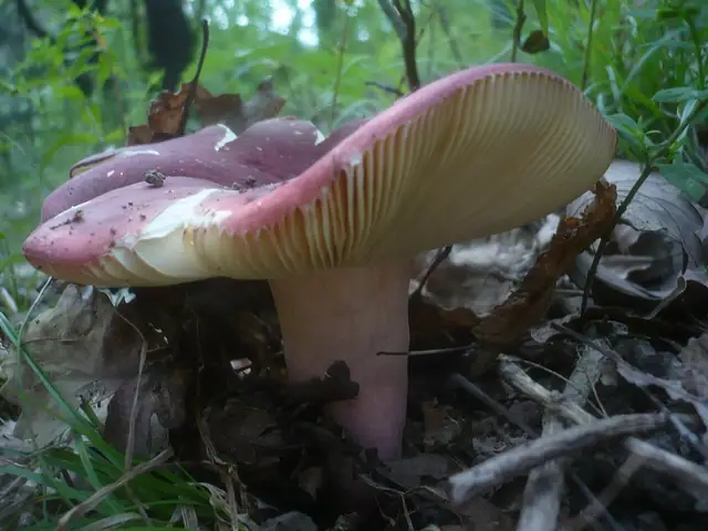 Gołąbek cukrówka (Russula alutacea)