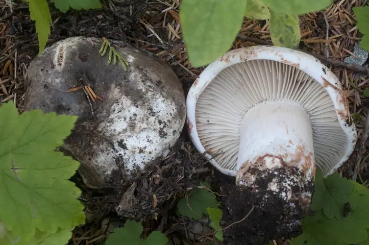 Gołąbek czarniawy (Russula nigricans)
