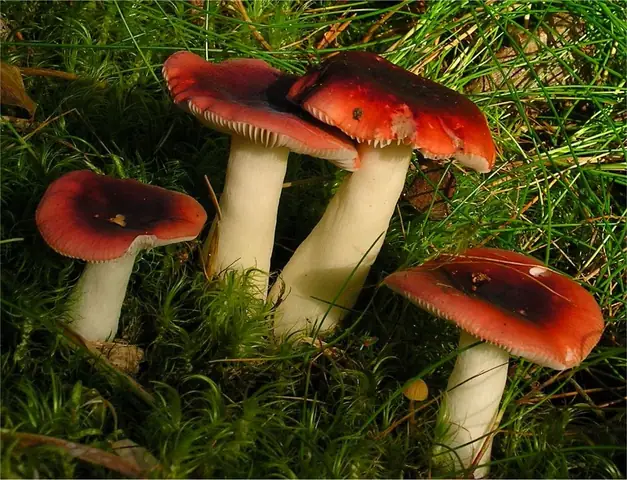 Gołąbek czarnoczerwony (Russula atrorubens)