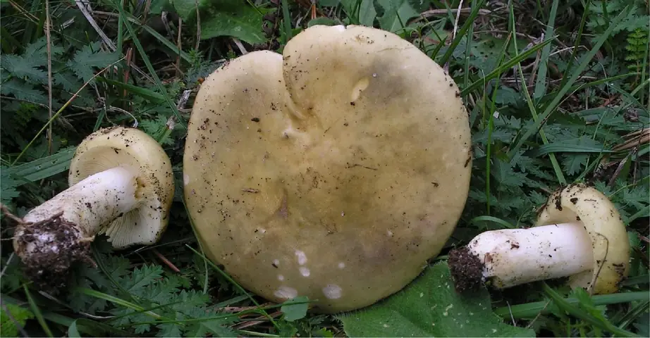 Gołąbek czerwonofioletowy (Russula sardonia)