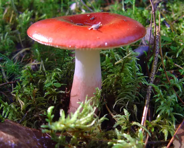 Gołąbek czerwononogi (Russula rhodopus)