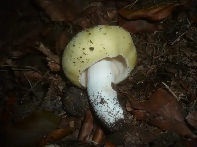 Gołąbek fiołkowonogi (Russula violeipes)