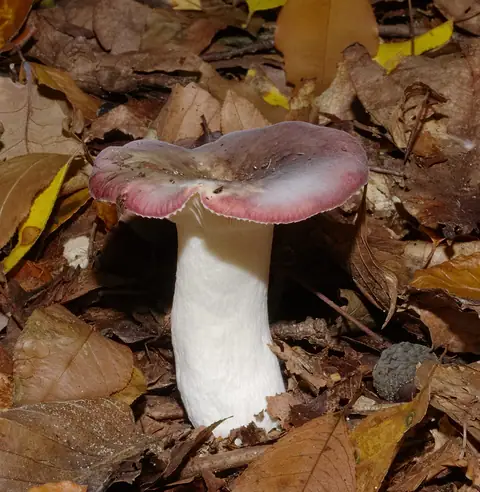 Gołąbek fiołkowozielony (Russula ionochlora)