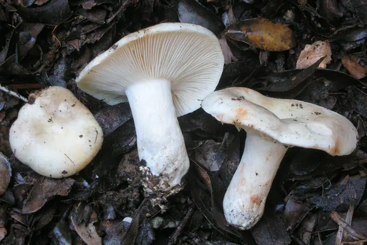 Gołąbek gęstoblaszkowy (Russula densifolia)