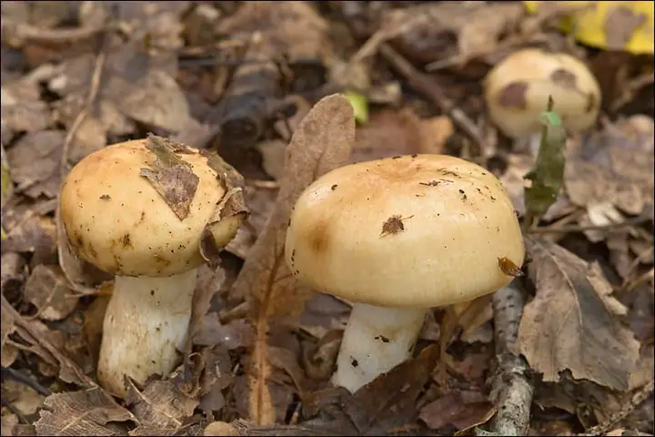 Gołąbek gorzkomigdałowy (Russula grata)