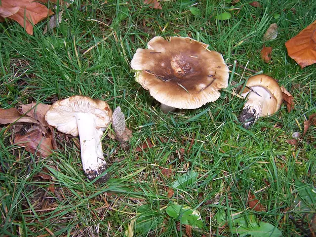 Gołąbek grzebieniasty (Russula pectinata)