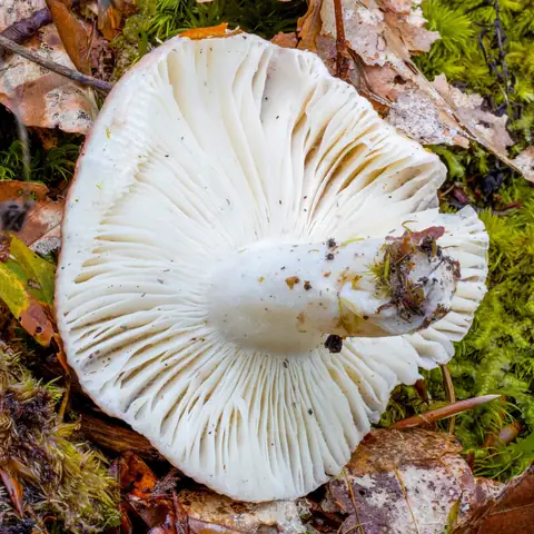 Gołąbek jutrzenkowy (Russula aurora)