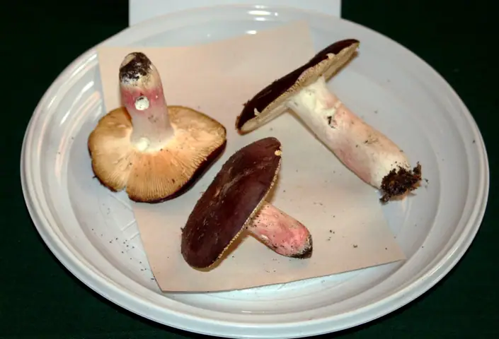 Gołąbek kasztanowaty (Russula badia)