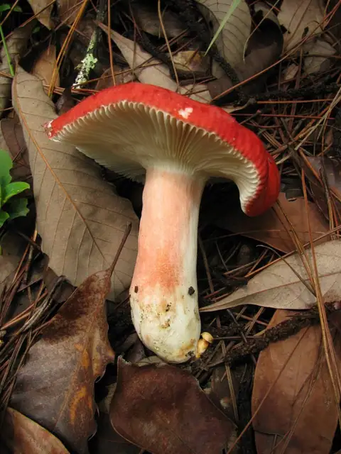 Gołąbek krwisty (Russula sanguinea)