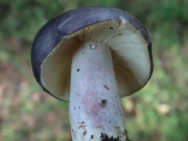 Gołąbek lazurowy (Russula azurea)