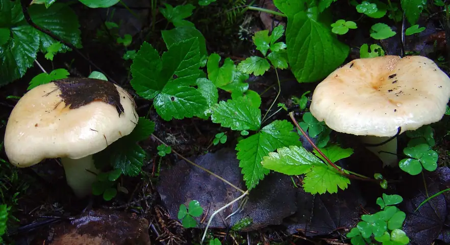 Gołąbek lepki (Russula viscida)