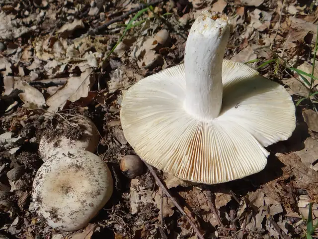 Gołąbek mączysty (Russula farinipes)